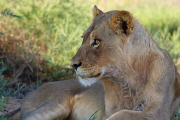 lion Kgalagadi Transfrontier Park one of the great parks of South Africa wildlife and hospitality in the Kalahari desert