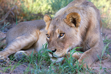 Kgalagadi Transfrontier Park one of the great parks of South Africa wildlife and hospitality in the Kalahari desert