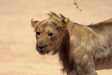 lion Kgalagadi Transfrontier Park one of the great parks of South Africa wildlife and hospitality in the Kalahari desert