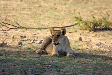 Kgalagadi Transfrontier Park one of the great parks of South Africa wildlife and hospitality in the Kalahari desert
