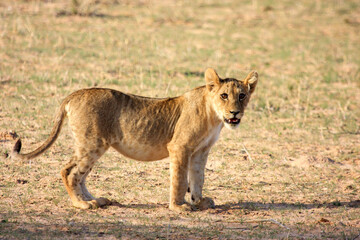 Kgalagadi Transfrontier Park one of the great parks of South Africa wildlife and hospitality in the Kalahari desert