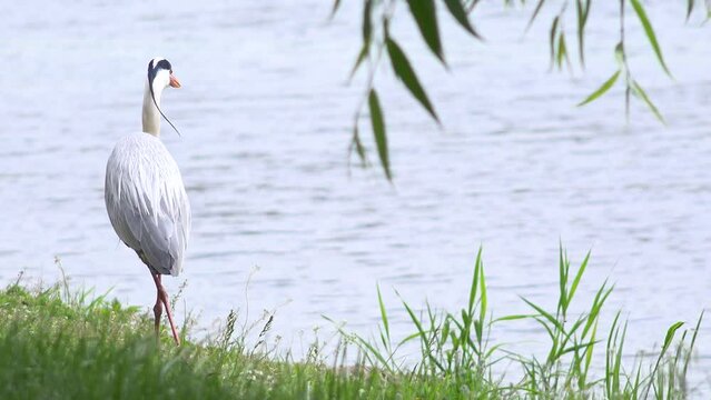 Grey Heron Bird, Ardea Cinerea By Lake, Wild Birds in Natural Environment