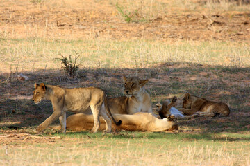Kgalagadi Transfrontier Park one of the great parks of South Africa wildlife and hospitality in the Kalahari desert