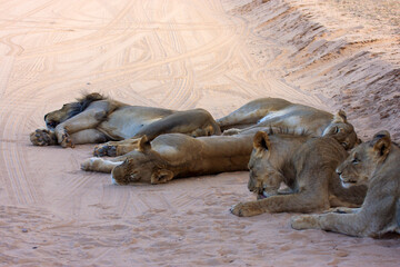Kgalagadi Transfrontier Park one of the great parks of South Africa wildlife and hospitality in the Kalahari desert