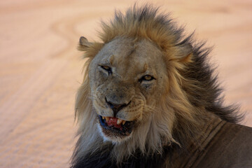 Kgalagadi Transfrontier Park one of the great parks of South Africa wildlife and hospitality in the Kalahari desert