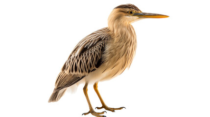 Obraz premium A Striped Heron Bird Standing Against White Background