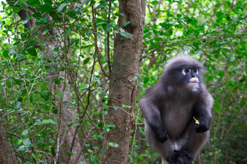 Dusky Langur or Spectacled  spectacled leaf monkey .Dark gray slim body and top of their head. White color around eyes that looks like glasses.Stay  treetops in early mornings feasting on fresh fruits