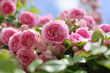 Relaxing and romantic cottage garden scene showing masses of beautiful english pink climbing roses...