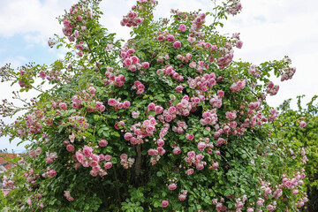 Relaxing and romantic cottage garden scene showing masses of beautiful english pink climbing roses in summer sunshine.	