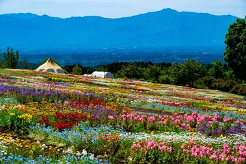 久住高原の春彩の畑