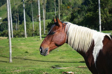 White and Brown Horse in Rural Colombia - Pasture background in the Cocora Valley 