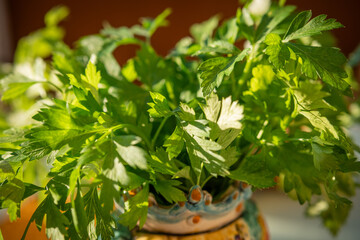 Closeup fresh green parsley leaves outdoor plant moving under sun in ceramic jar