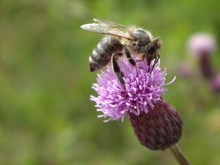 The western honey bee (Apis mellifera), also known as the European honey bee, feeding on a pink thistle flower