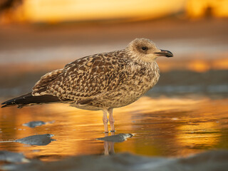 Oiseaux de mer