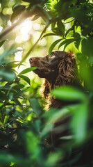 Fototapeta premium Curious Boykin Spaniel exploring nature in the outdoors