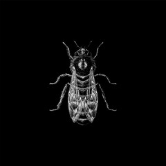 Honey Bee hand drawing vector isolated on black background.