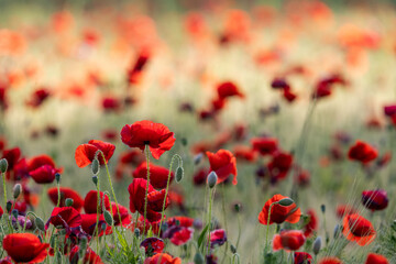 red poppy field