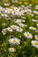 beautiful wild white and pink daisies in the green grass in spring