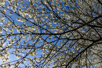 large inflorescences of white cherry blossoms in spring