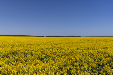 Obraz premium a field with yellow flowering rapeseed