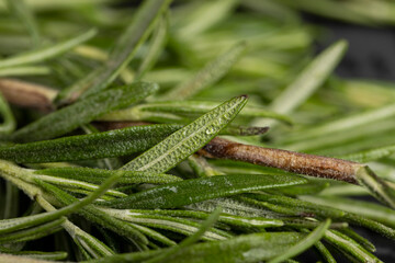 green fresh rosemary is a spice in cooking