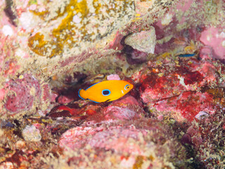 美しいサンゴと可愛いコガネヤッコ（キンチャクダイ科）の幼魚他。

日本国静岡県伊豆半島賀茂郡南伊豆町中木から渡し船で渡るヒリゾ浜にて。
2022年10月水中撮影。

Beautiful corals and lovely juvenile Lemonpeel Angelfish (Centropyge flavissima) and others.
