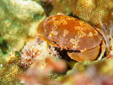 美しいサンゴと美しいけど有毒のスベスベマンジュウガニ（オウギガニ科）他。

日本国静岡県伊豆半島賀茂郡南伊豆町中木から渡し船で渡るヒリゾ浜にて。
2022年10月水中撮影。

Beautiful corals and lovely Green egg crab (Atergatis floridus) and others.
