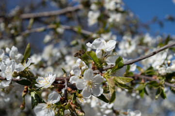 White apple flowers macro photo photo