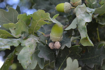 Green acorns on a branch macro photo photo