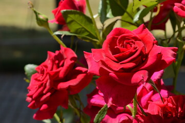 Red roses in the garden macro photo photo