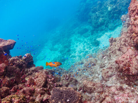 岩場に集まる、大きなアカハタ（ハタ科）と美しいソラスズメダイ（スズメダイ科）他の群れ。

日本国静岡県伊豆半島賀茂郡南伊豆町中木から渡し船で渡るヒリゾ浜にて。
2022年10月水中撮影。
Blacktip Grouper (Epinephelus fasciatus) and the beautiful a school of Heavenly Damselfish (Pomacentrus co