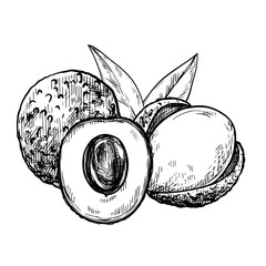 Lychee Chinese fruits composition hand drawn vintage vector sketch drawing