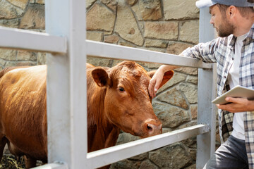 Male farmer and cow on livestock farm. A farmer visually inspects a cow in a barn.
