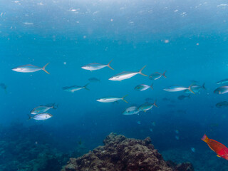 Fototapeta premium キビナゴの大群を襲う迫力あるカンパチとツムブリ（アジ科）の群れ。日本国静岡県伊豆半島賀茂郡南伊豆町中木から渡し船で渡るヒリゾ浜にて。 2022年10月水中撮影。 Greater Amberjack (Seriola dumerili) and Rainbow Runner (Elagatis bipinnulata) attacking a large school of Silver-Str