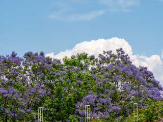 植物園に咲いたジャカランダの花と積乱雲
