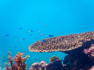 美しいテーブルサンゴと可愛いナンヨウハギ（ニザダイ科）、フタスジリュウキュウスズメダイ、ミツボシクロスズメダイ（スズメダイ科）他の幼魚の群れ。

日本国静岡県伊豆半島賀茂郡南伊豆町中木から渡し船で渡るヒリゾ浜にて。
2022年10月水中撮影。
Palette surgeonfish (Fragtail surgeonfish), Reticulated Dascyllus (Dascyllus r