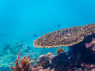 Fototapeta premium 美しいテーブルサンゴと可愛いナンヨウハギ（ニザダイ科）、フタスジリュウキュウスズメダイ、ミツボシクロスズメダイ（スズメダイ科）他の幼魚の群れ。日本国静岡県伊豆半島賀茂郡南伊豆町中木から渡し船で渡るヒリゾ浜にて。 2022年10月水中撮影。 Palette surgeonfish (Fragtail surgeonfish), Reticulated Dascyllus (Dascyllus r