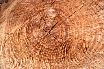 Naklejka premium Textura de um tronco de madeira de pinheiro com as marcas do corte da serra e algumas rachaduras sobre a superfície