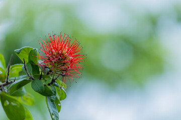 The red spike flowers in the garden