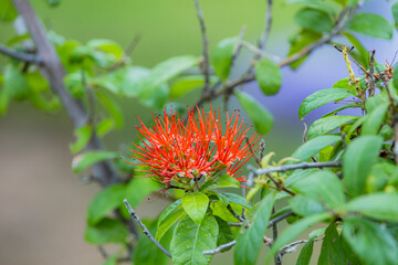 The red spike flowers in the garden