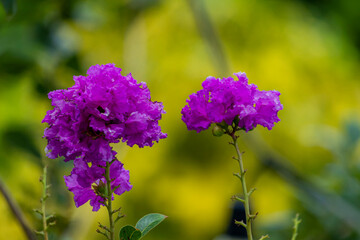 Obraz premium The purple wild flowers in the garden