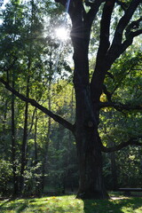 Fototapeta premium Big oak tree on the background of the sun photo photo