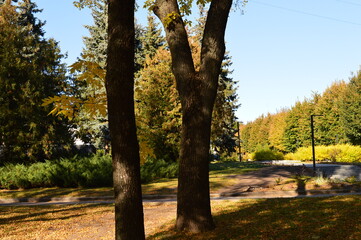 Fototapeta premium Landscape autumn yellow shades photo photograph