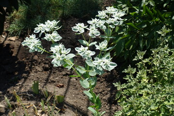 Florescence of Euphorbia marginata in mid August