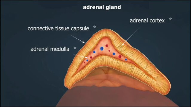 Adrenal gland structure