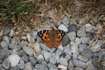 Vanessa cardui butterfly, vibrant colors and intricate wing patterns