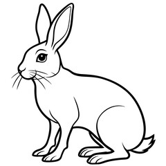 black and white rabbit