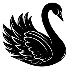 Obraz premium black swan on white