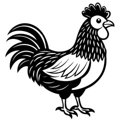rooster isolated on white background