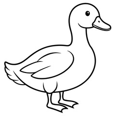 duck isolated on white